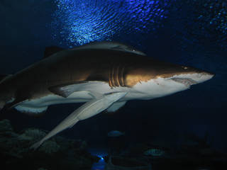 Aquaria KLCC Aquarium © Only Truth